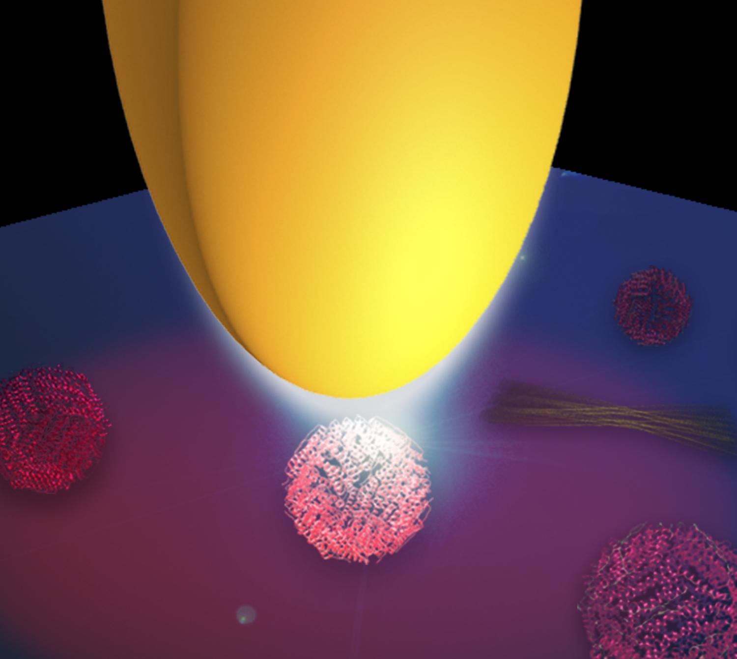 Proteina baten nanoespektroskopiaren ilustrazioa. Metalezko punta bat (horiz) argi infragorriarekin argitzen da. Puntaren antena-funtzioaren eraginez, argia puntaren ertzean bildu eta proteinak argitzen dituen nanofoku bihurtzen da. Copyright: CIC nanoGUNE