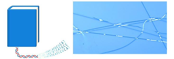 fluorescently labelled DNA-containing fibre