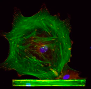 organ-on-a-chip