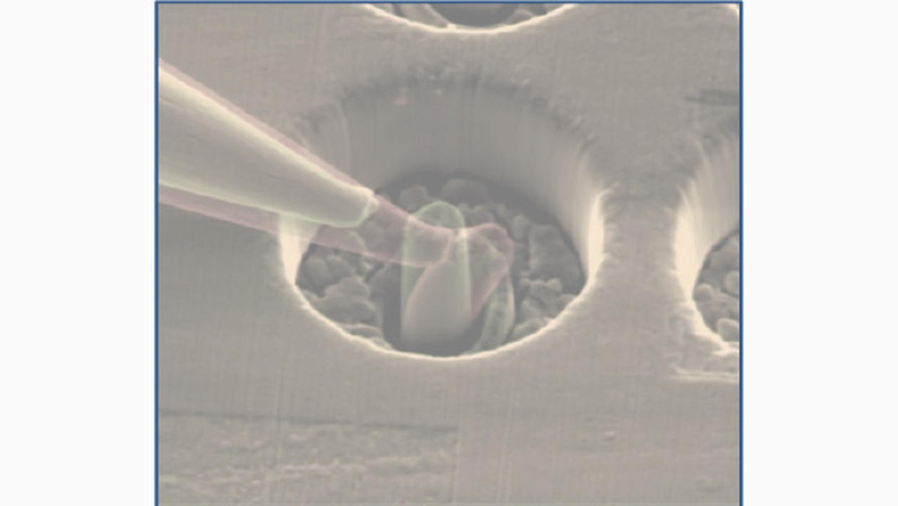 In situ electron microscopy