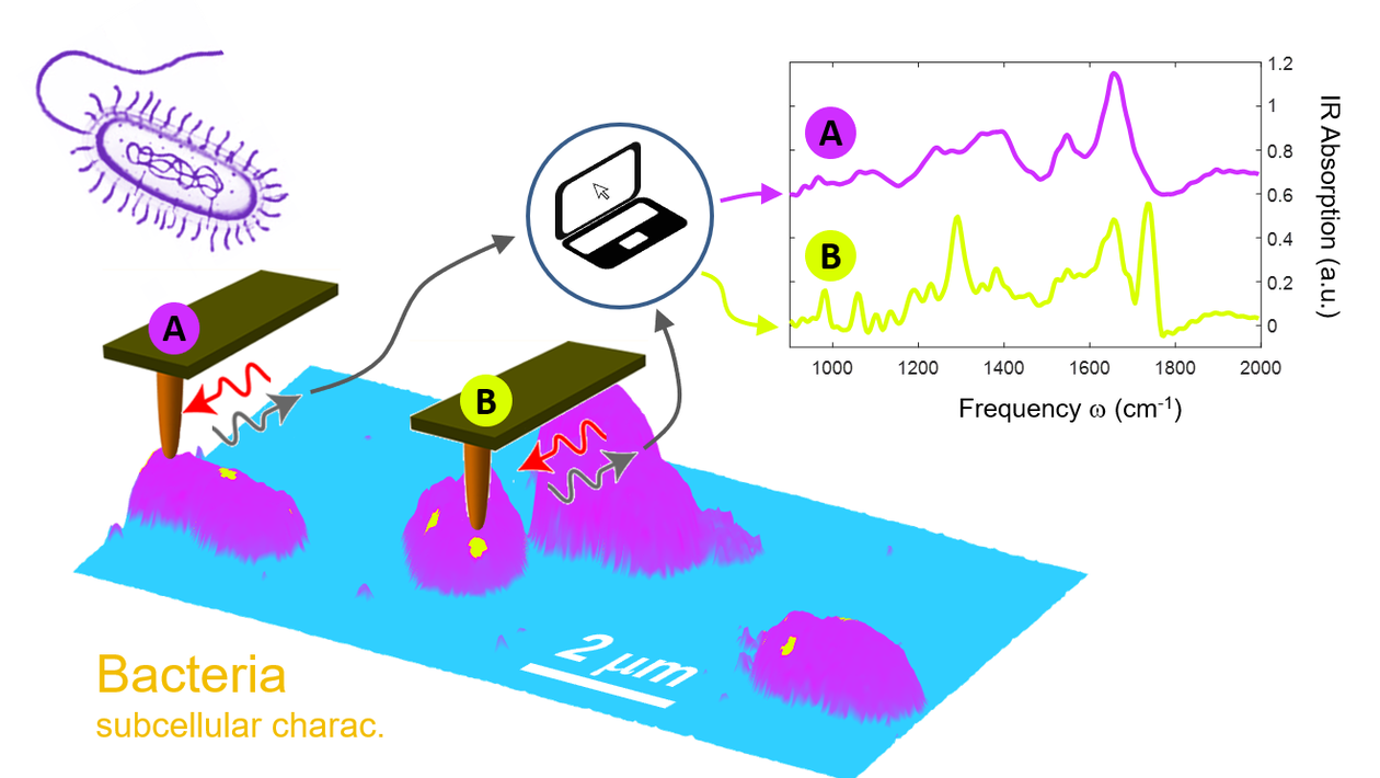 Chemical characterization