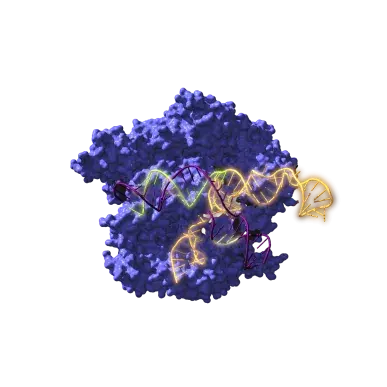 Imagen de Cas9, una enzima endonucleasa asociada con el sistema CRISPR, actuando sobre el ADN objetivo. / Antonio Reifs (CIC nanoGUNE)