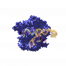 Cas9ren irudia, CRISPR sistemarekin lotutako entzima endonukleasa bat, DNA objektiboaren gainean jarduten / Antonio Reifs (CIC nanoGUNE)