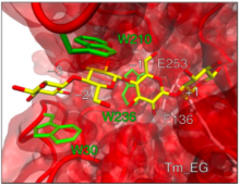 Research on biocatalytic processing of cellulose featured by Communications Chemistry