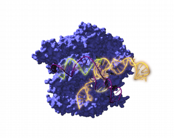 Imagen de Cas9, una enzima endonucleasa asociada con el sistema CRISPR, actuando sobre el ADN objetivo. / Antonio Reifs (CIC nanoGUNE)